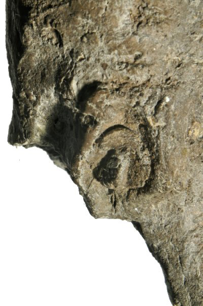 Frauenkroete detail
