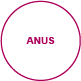 aussenansichten anus