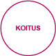 fortpflanzung koitus