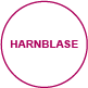 innenansichten harnblase