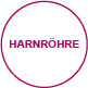 innenansichten harnroehre