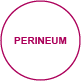 exteriorview perineum